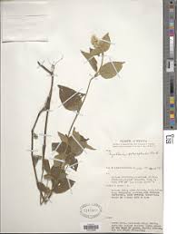 Image result for Cyathula polycephala