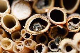 What kind are they, and do you know what. Complete Guide To Making An Insect Hotel David Domoney