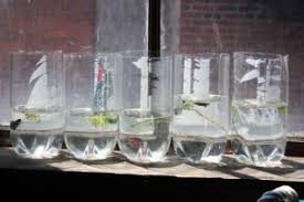 Maybe this thing prevents water from leaking out the hole, perhaps with a float. Betta Housing Betta Source