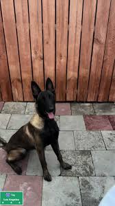 #darkmalinoismalinois #mahoganybelgianmalinois #malinoispuppyk9  #pastorbelgamalinois