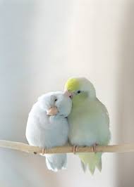 Maybe you would like to learn more about one of these? Love Birds Backgrounds Phone Wallpapers Animals Love Birds