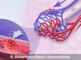 A healthy heart helps a healthy blood flow. Pulmonary Hypertension High Blood Pressure In The Heart To Lung System American Heart Association