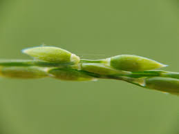 Image result for Eriochloa procera