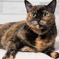 Karena mereka bisa bingung harus pakai warna apa saja untuk mewarnai kucing sebanyak ini. Anda Ada Kucing Tortie Tak Kalau Pusat Jagaan Kucing Facebook