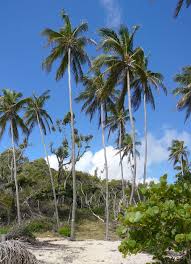 Martinique 2020 population is estimated at 375,265 people at mid year according to un data. Hd Wallpaper Caribbean Martinique Nature Coconut Trees Palm Tree No People Wallpaper Flare