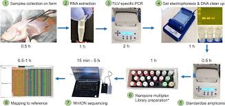 We extract the trade partners from sd dreem world sdn bhd's 4 transctions.you can screen companies by transactions, trade date, and trading area. Targeted Gene Sequencing With Nanopore Enables Rapid And Accurate Confirmatory Diagnostic Of Tilapia Lake Virus Biorxiv