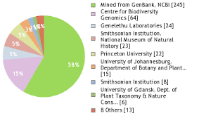 Image result for Helichrysum maranguense