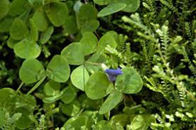 Image result for Parochetus