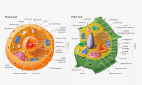 No cell wall is present in the animal cell. Cell Definitions Diagram Quizlet