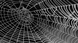 Luckily, it's possible to keep unwelcome visitors away. How To Get Rid Of Spiders And Cobwebs From Your House Information News