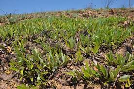 Image result for Parinari capensis