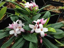 Great for woodland gardens, this … Browse All Plants