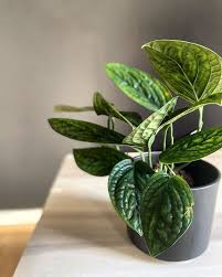 Constitucionalistas coinciden en que candidato de perú libre tiene propuestas inviables. Chooseyourplant On Twitter The Leaves Of Monstera Pinnatipartita That Are More Elongated Boost The Monstera Peru Growth By Using A Totem Pol Or Letting It Climb To A Surface So It Can
