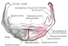 Image result for Hyoid Bone
