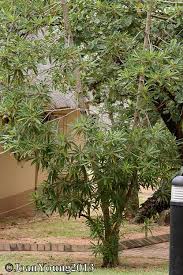 Image result for Breonadia salicina