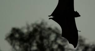 Bat in bedroom while sleeping. A Bat In My Bedroom Cognoscenti