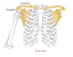 Scapula Wikipedia