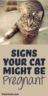Signs Your Cat Might Be Pregnant Pregnant Cat Cats Cat Care