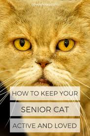 How To Keep Your Senior Cat Active And Loved Oliveknows Senior Cat Senior Cat Care Cats