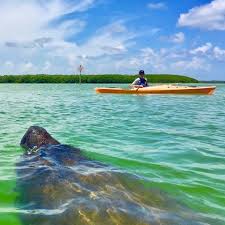 An easy to follow paddle instruction is provided. Shell Key Kayak Tours Coastal Kayak Charters