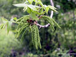 Image result for Carya illinoinensis