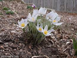 Use these 22 proven flowers to attract bees to your pollinator garden in your backyard. Anemone Patens American Pasqueflower Minnesota Wildflowers Bee Garden Native Plant Gardening Wild Flowers