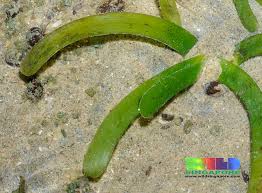 Image result for Thalassia hemprichii