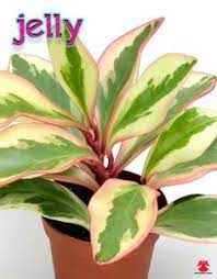 Pin On Plant Growing