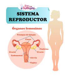 Y proporciona el entorno adecuado para que los espermatozoides maduren y adquieran la capacidad de moverse por el sistema reproductor femenino y fertilizar un óvulo. El Sistema Reproductor Partes Organos Y Funciones