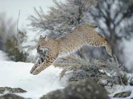 What S The Difference Between A Bobcat And A Lynx Lynx Predator Hunting Bobcat