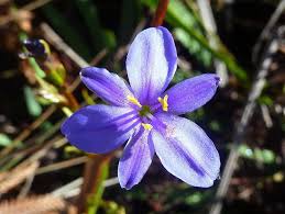 Image result for Fuirena ecklonii