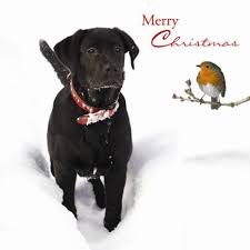 Labrador Christmas Cards Pack Of 10 Dog Robin Snowy Greeting Xmas Cards New Ebay