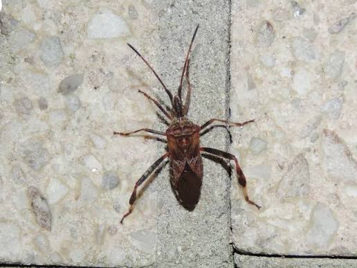 About Western Conifer Seed Bug - Maryland Biodiversity Project