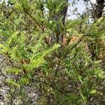 Image result for Vaccinium madagascariense