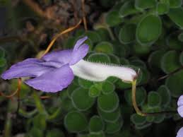 Image result for Streptocarpus arcuatus