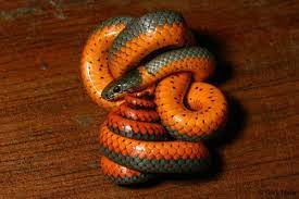 Animals Animals Animals Snake Snake Images Animals
