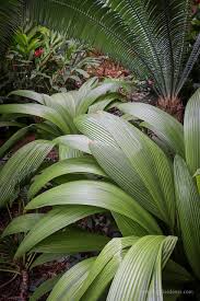 Image result for Molineria