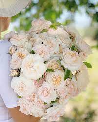 Grace Rose Farm On Instagram The Lady Gardener I Hadn T Planned To Highlight Three David Austin Roses In A Row But As I Ve Been Walking The Fields Our E