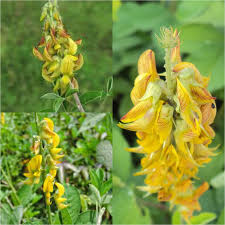 Image result for Crotalaria lotoides