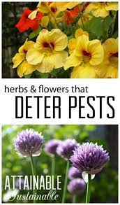 Flowers among the vegetables are more than just a colourful addition. Companion Planting Is A Way To Deter Pests And Disease In The Vegetable Garden Naturally Try It Fall Garden Vegetables Planting Vegetables Companion Gardening