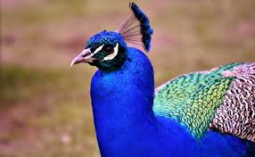 Le Paon Animal Majestueux Aux Plumes Bleues Conseil D Elevage