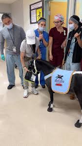 Pearl the Wonder Horse went wild on her keyboard for the medical staff at  the VA in the ICU Unit. @greaterlosangelesva #veteran @ucla_pac  @overwatchalliance #doctors #nurses #keyboard #piano #fun ...