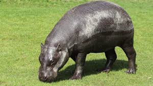 Image result for Hippocratea ritschardii