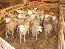 Lambs who do survive are usually killed for food at around four months old. What Is The Ideal Weight For A Market Lamb Cornell Small Farms