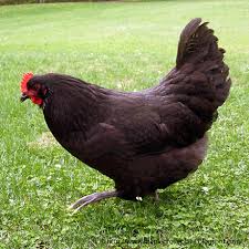 Black Australorp Egg Color Black Australorp Gorgeous She Will Be Named Betty After My Mom S Mother Whom Had Black Hair Black Australorp Chickens Backyard Laying Chickens Breeds