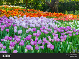 The most searched flower in every state | social distancing edition. Colourful Tulips Image Photo Free Trial Bigstock