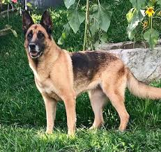 Puppy training sankiri dog training. Jerman Seaford Single Coat Online Shopping