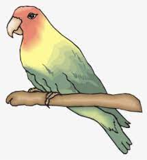 Seperti yang terlihat pada gambar di atas, lovebird dakocan memiliki 3 komponen warna, yaitu warna hitam pekat di bagian kepala dan. Lovebirds Png Images Transparent Lovebirds Image Download Pngitem