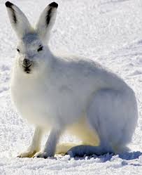 This is an arctic hare or a polar rabbit, it's a species of hare which is adapted largely to polar and mountainous habitats. Arctic Hare Facts Lesson For Kids Educational Videos For Kids Study Com