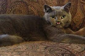 Ce chat essaie d'attraper un poisson rouge dans son aquarium. Video Un Chat Vampire Terrorise Internet